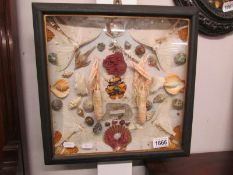 A framed and glazed collage of various shell fish.
