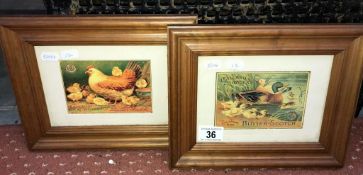 A pair of framed and glazed hens with chicks prints.