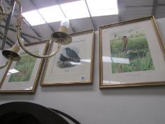 3 framed and glazed bird prints.