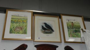 3 framed and glazed bird prints.