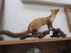 Taxidermy - a Pine Martin.