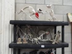 A collection of skeleton figures