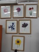 6 framed and glazed pictures of flower heads