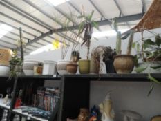 A quantity of pots and plants