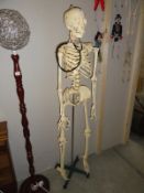 An anatomical skeleton (not bone)