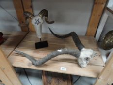 A goats skull and horns and a resin rams head and horns