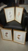 4 framed & glazed pictures of exotic sea shells