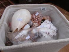 A mixed lot of assorted sea shells.