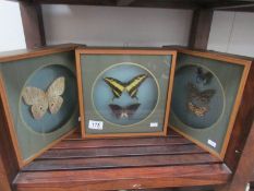 3 framed and glazed exotic butterfly collages.