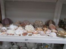 A shelf of assorted sea shells.
