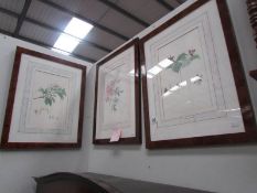 3 framed and glazed botanical prints.