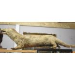 Taxidermy - an otter,