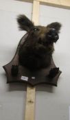 Taxidermy - a boar's head,