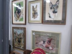 5 Framed and glazed pictures of German Shepherd dogs.