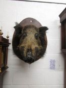 Taxidermy - a large boar's head.