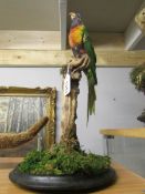 Taxidermy - a colourful parrot.