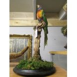 Taxidermy - a colourful parrot.