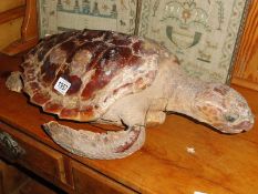 Taxidermy - a turtle.