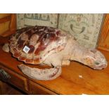 Taxidermy - a turtle.