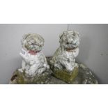 A pair of old Chinese garden lions.