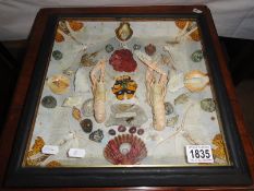 A framed and glazed Victorian shell collage.