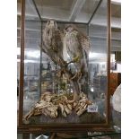 Taxidermy - a cased pair of kestrels.