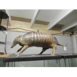 Taxidermy - an armadillo.