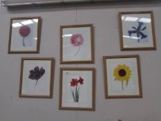 6 framed and glazed botanical prints.