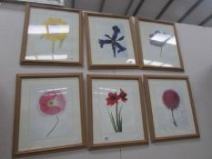 A set of 6 framed and glazed botanical prints, (poppy, sunflower etc).