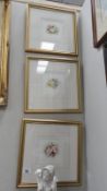 3 framed and glazed well mounted botanical water colours.