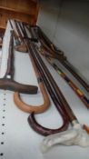 A quantity of assorted walking sticks including Derby handle, crutch handle, silver mounts etc.