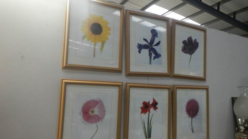 A set of 6 framed and glazed botanical prints.