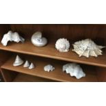 A quantity of seashells including nautilus, clam etc.