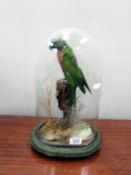 Taxidermy - an early 20th century cockatoo under glass dome.