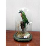 Taxidermy - an early 20th century cockatoo under glass dome.