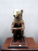 Taxidermy - A good Victorian example of a young bear.