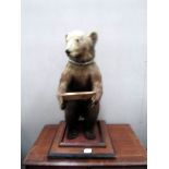 Taxidermy - A good Victorian example of a young bear.