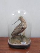 Taxidermy - a rare 19th century Godwit bird under glass dome.
