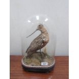Taxidermy - a rare 19th century Godwit bird under glass dome.