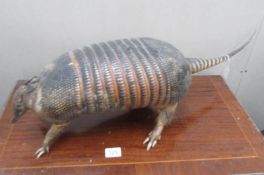 Taxidermy - a 19th century armadillo.