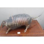 Taxidermy - a 19th century armadillo.