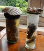 Taxidermy - a snake and an octopus both in jars,