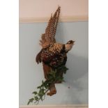 Taxidermy - a pheasant.