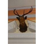 A stags head