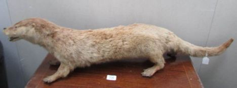 Taxidermy - An early 20th century otter.