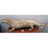 Taxidermy - An early 20th century otter.