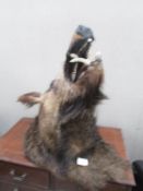 Taxidermy - a 19th century boar's head.