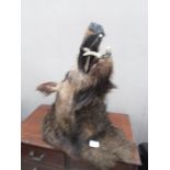 Taxidermy - a 19th century boar's head.