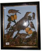 Taxidermy - a good case of birds.