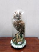 Taxidermy - an early 20th century owl under glass dome.